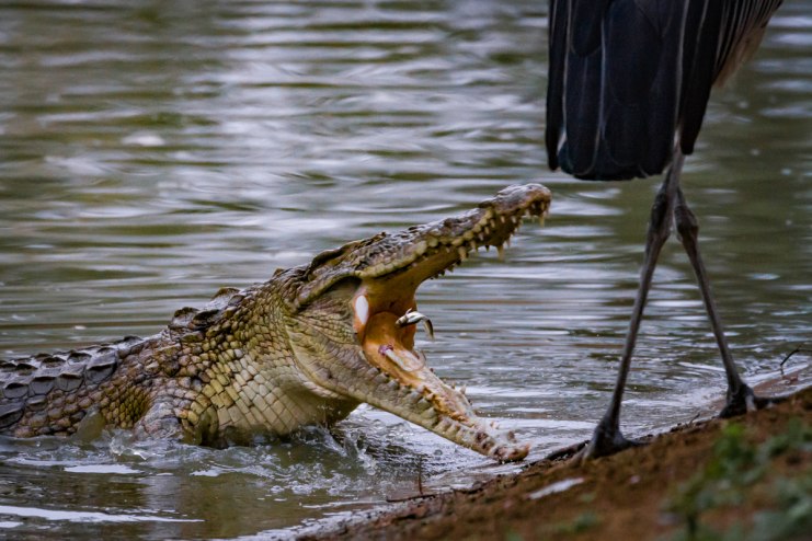 A Battle of Dinosaurs Crocs vs. Birds